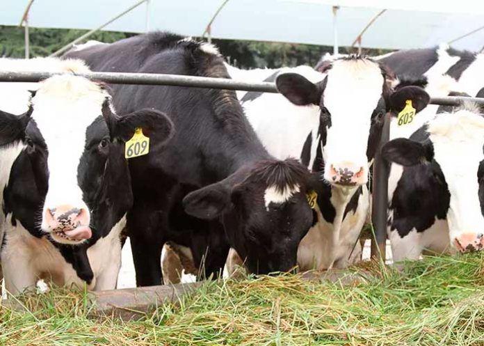 Estudian ganado en España con daños similares a los del Alzheimer