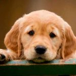 Científicos descubren el secreto tras la mirada tierna de los perros