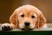 Científicos descubren el secreto tras la mirada tierna de los perros