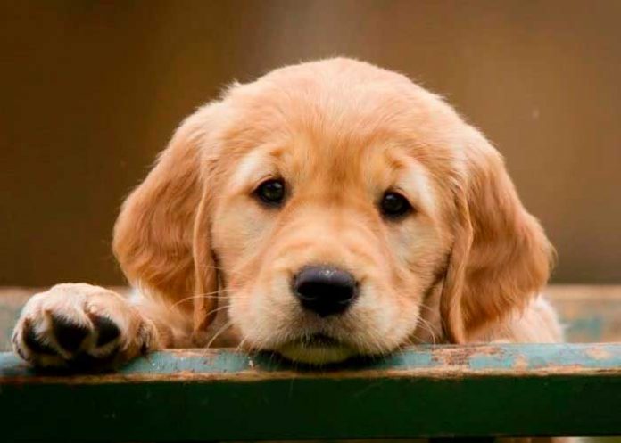 Científicos descubren el secreto tras la mirada tierna de los perros