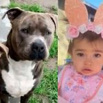 ¡Entre la espada y la pared! Madre salvó a su hija, en California Madre salva a su hija de ser devorada por sus perros