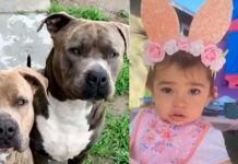 ¡Entre la espada y la pared! Madre salvó a su hija, en California Madre salva a su hija de ser devorada por sus perros