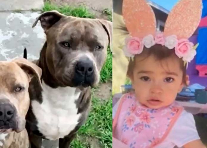 10 Madre salva a su hija de ser devorada por sus perros