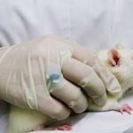 ¿Será la cura? Científicos logran destruir el 75% de cáncer en ratas