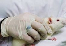 ¿Será la cura? Científicos logran destruir el 75% de cáncer en ratas