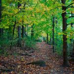 ¡Triste! Niña es encontrada muerta en un bosque de Wisconsin Niña de 10 años es asesinada en bosque de Wisconsin