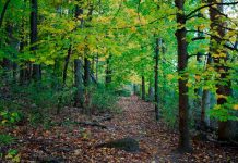 ¡Triste! Niña es encontrada muerta en un bosque de Wisconsin Niña de 10 años es asesinada en bosque de Wisconsin