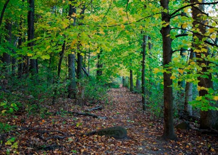 Niña de 10 años es asesinada en bosque de Wisconsin