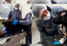 Perro salva a su dueña de ser apuñalada por su ex Perro salva a su dueña de ser apuñalada por su ex