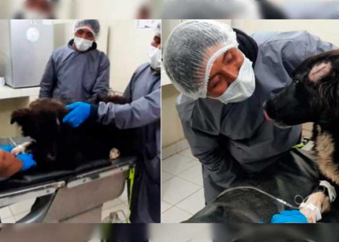 Perro salva a su dueña de ser apuñalada por su ex