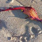 Impresionante suceso en Australia