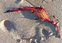 Dragones de mar aparecen muertos en Australia ¡FOTOS! Impresionante suceso en Australia