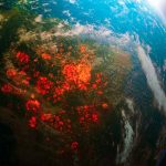 OMS conmemora Día Mundial de la Salud