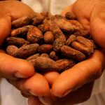 Gobierno de Nicaragua se reúne con la Organización Internacional del Cacao Gobierno de Nicaragua se reúne con la Organización Internacional del Cacao