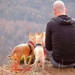 México: Hombre se suicida tras perder a sus perritos por envenenamiento