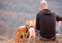 Hombre se suicida al perder a sus perros por envenenamiento en México México: Hombre se suicida tras perder a sus perritos por envenenamiento