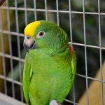 Qué es la psitacosis la enfermedad transmitida por loros y chocoyos.