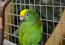 Qué es la psitacosis la enfermedad transmitida por loros y chocoyos Qué es la psitacosis la enfermedad transmitida por loros y chocoyos.