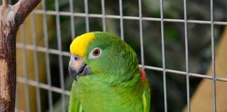 Qué es la psitacosis la enfermedad transmitida por loros y chocoyos.