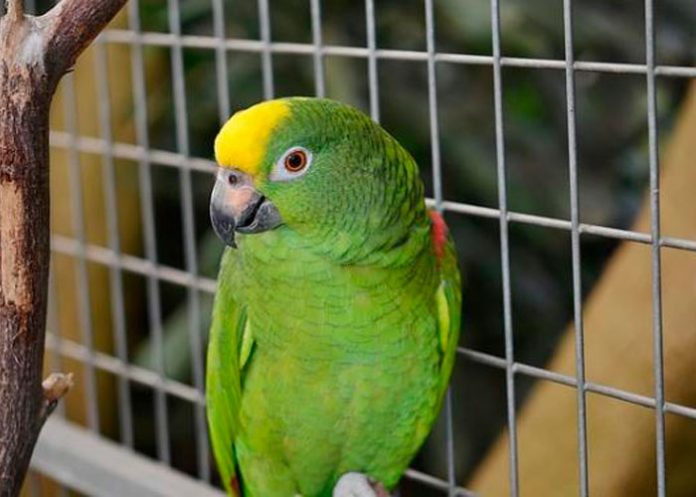 Qué es la psitacosis la enfermedad transmitida por loros y chocoyos.