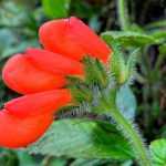 Ecuador: Encuentran flor que se creía extinta desde hace 40 años Ecuador: Encuentran flor que se creía extinta desde hace 40 años
