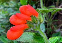 Ecuador: Encuentran flor que se creía extinta desde hace 40 años Ecuador: Encuentran flor que se creía extinta desde hace 40 años