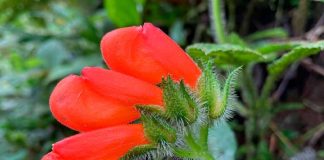 Ecuador: Encuentran flor que se creía extinta desde hace 40 años