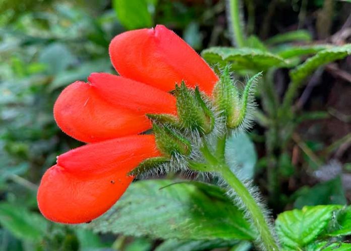 Ecuador: Encuentran flor que se creía extinta desde hace 40 años