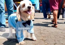 Cientos de perritos pagaron promesas a su patrono San Lázaro