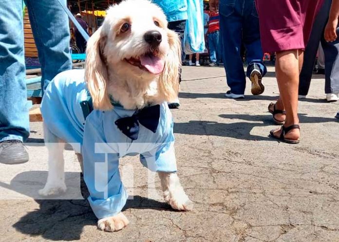Cientos de perritos pagaron promesas a su patrono San Lázaro