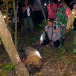 Indonesia: Tigres de Sumatra encuentran la muerte en trampas Tigres de Sumatra encuentran la muerte en trampas en Indonesia