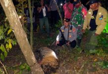 Tigres de Sumatra encuentran la muerte en trampas en Indonesia
