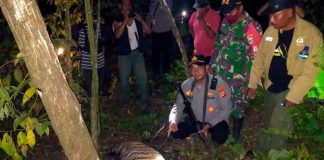 Tigres de Sumatra encuentran la muerte en trampas en Indonesia