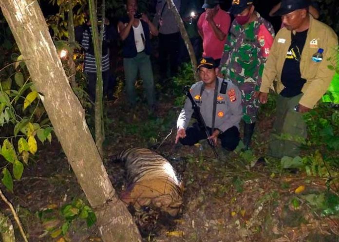 Tigres de Sumatra encuentran la muerte en trampas en Indonesia