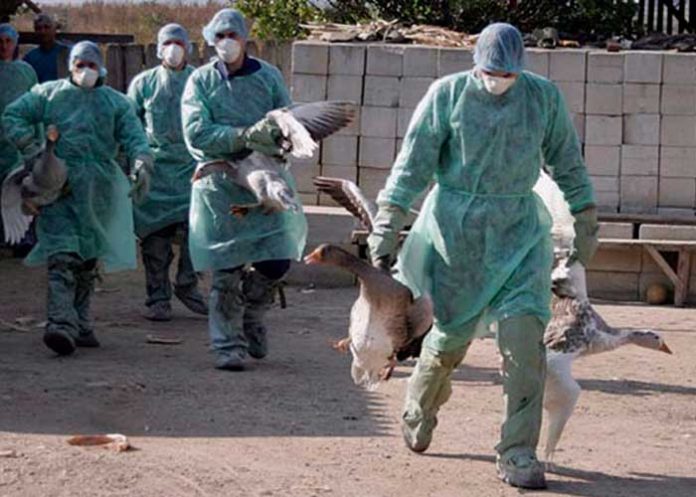 .2 Diez mil gansos se sacrifican en Hungría por brote de gripe aviar