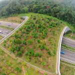 Puentes para animales más grande del mundo es construido en California