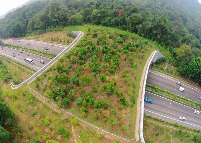 Puentes para animales más grande del mundo es construido en California