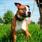 ¡Todo por un perro! Familia entera a prisión por matar a su vecino Familia mata a su vecino por pasear su perro