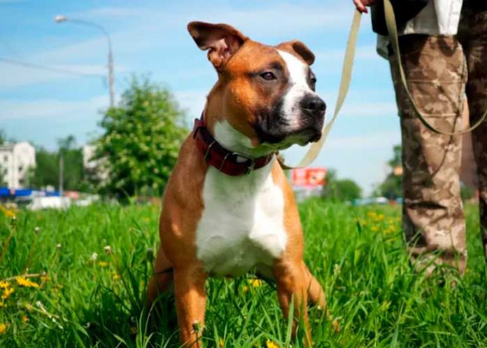 Familia mata a su vecino por pasear su perro