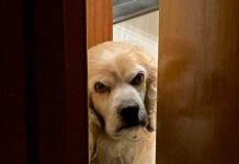 Viral: Asegura que su perro es «reencarnación de un viejo amargado» Felipe, el perro que se hizo viral en Twitter