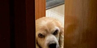 Felipe, el perro que se hizo viral en Twitter