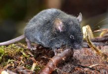 Científicos descubren en Ecuador cinco nuevas especies de ratones Nuevas especies de ratas son encontradas en Ecuador