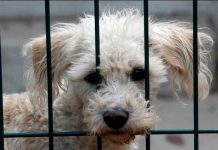 Sujetos fueron arrestados por ¡Vender tacos de Perros! en México Dos sujetos fueron arrestados en México por vender carne de perro