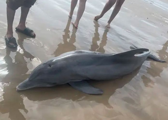 El acoso de bañistas provoca muerte de delfín en Texas