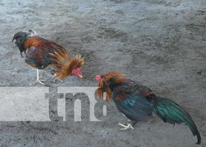 Realizan tarde deportiva y recreativa en la Isla de Ometepe