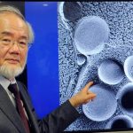 ¡Las células se alimentan de sí mismas! Esto dice la ciencia de la autofagia Científico ganador de premio nobel que descubrió un nuevo proceso en las células