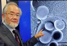 ¡Las células se alimentan de sí mismas! Esto dice la ciencia de la autofagia Científico ganador de premio nobel que descubrió un nuevo proceso en las células