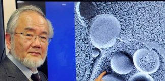 Científico ganador de premio nobel que descubrió un nuevo proceso en las células