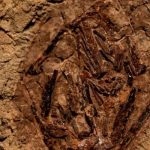 Primer fósil de dinosaurio vinculado al asteroide que causó su extinción.