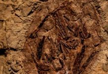 Primer fósil de dinosaurio vinculado al asteroide que causó su extinción.